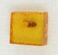 Fossil Spider (Aranea) In Baltic Amber #45123-2